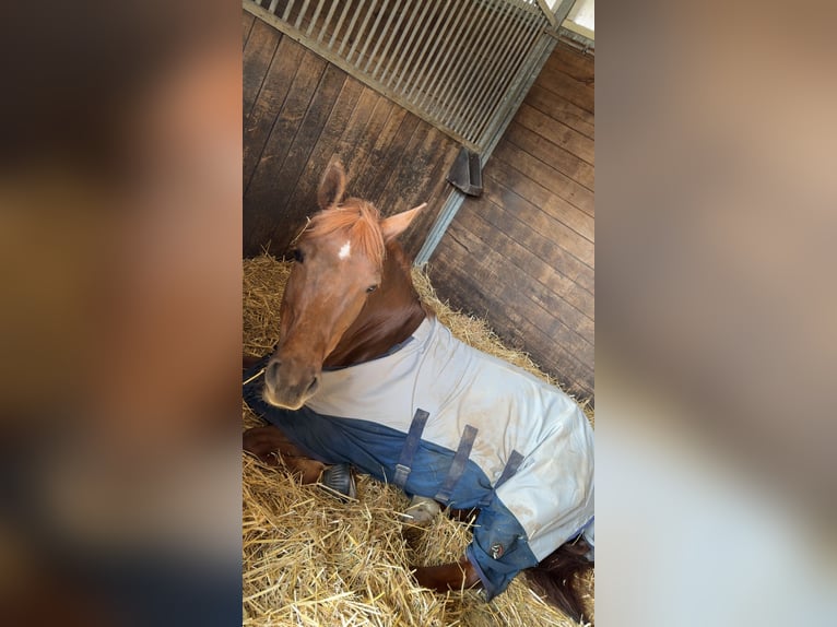 NRPS Stute 7 Jahre 150 cm Dunkelfuchs in Köln