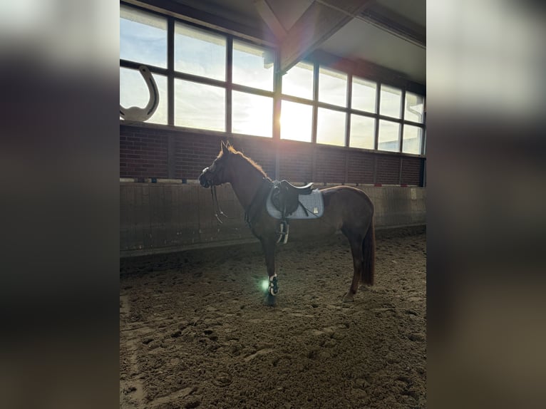 NRPS Stute 7 Jahre 150 cm Dunkelfuchs in Köln