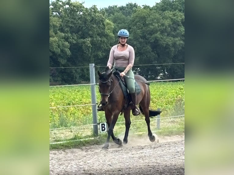 NRPS Mix Stute 7 Jahre 153 cm Brauner in Bar&#xDF;el
