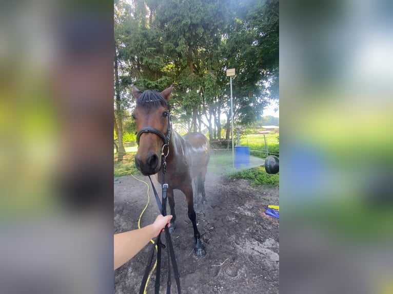 NRPS Mix Stute 7 Jahre 153 cm Brauner in Bar&#xDF;el