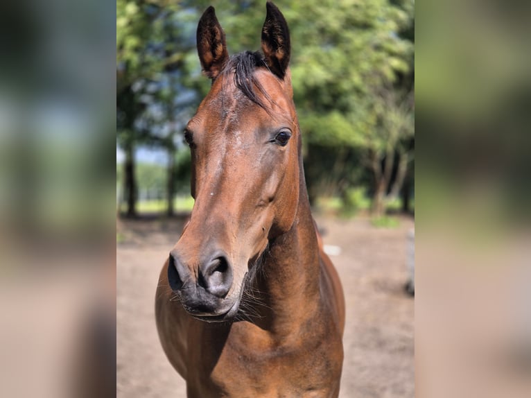 NRPS Mix Stute 7 Jahre 153 cm Brauner in Bar&#xDF;el