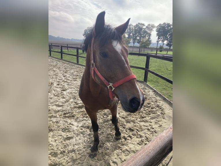 NRPS Stute 8 Jahre 145 cm Brauner in Neuried