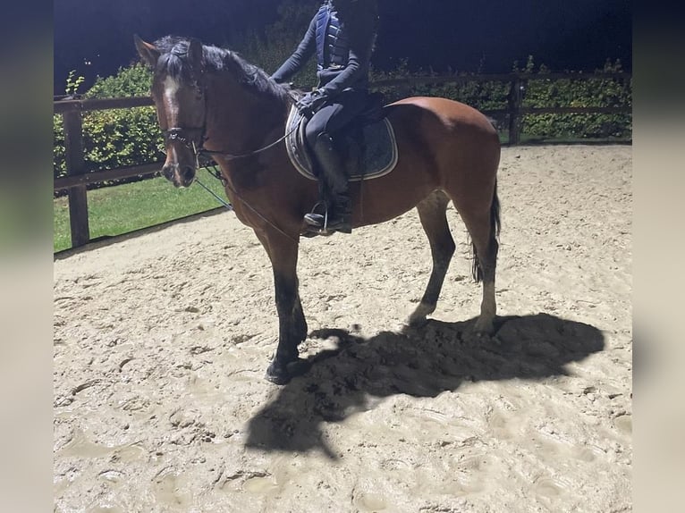 NRPS Stute 8 Jahre 145 cm Brauner in Neuried