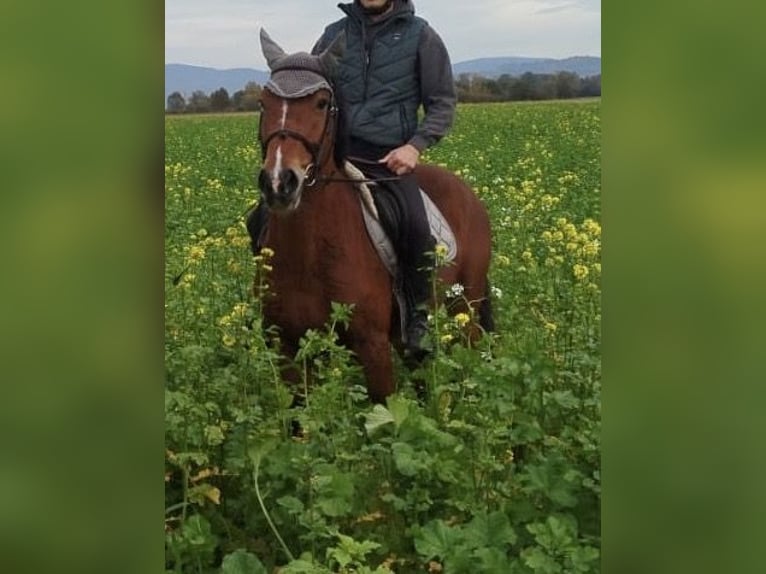 NRPS Stute 8 Jahre 145 cm Brauner in Neuried