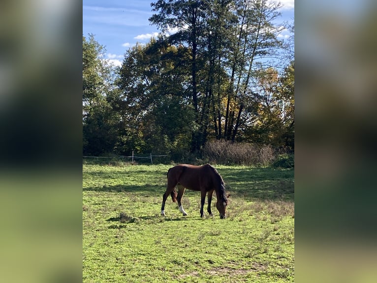 NRPS Stute 8 Jahre 145 cm Brauner in Neuried