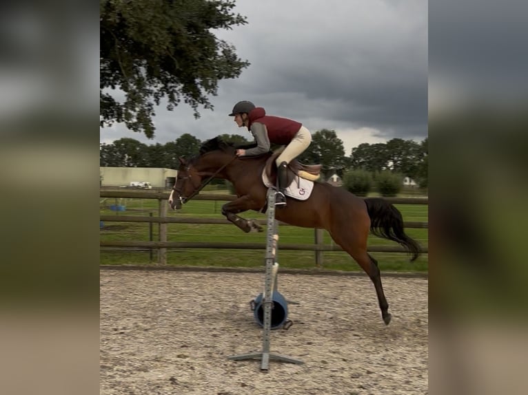 NRPS Mix Stute 8 Jahre 145 cm Dunkelbrauner in Ermelo