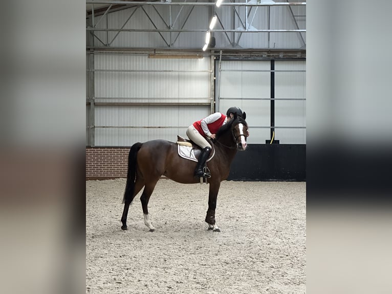 NRPS Mix Stute 8 Jahre 145 cm Dunkelbrauner in Ermelo