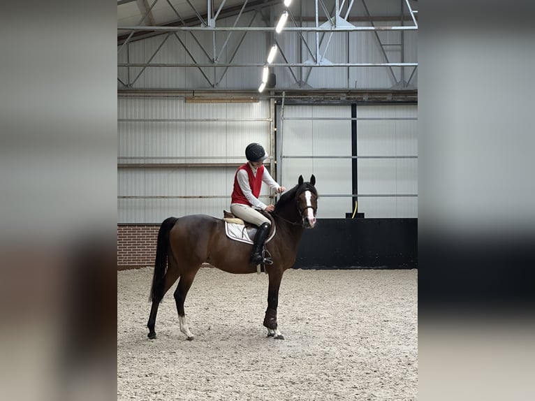 NRPS Mix Stute 8 Jahre 145 cm Dunkelbrauner in Ermelo