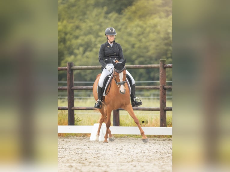 NRPS Stute 8 Jahre 146 cm Fuchs in Boornbergum