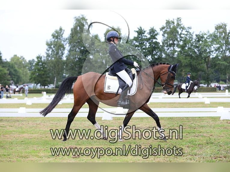 NRPS Stute 8 Jahre 148 cm Brauner in Hellendoorn