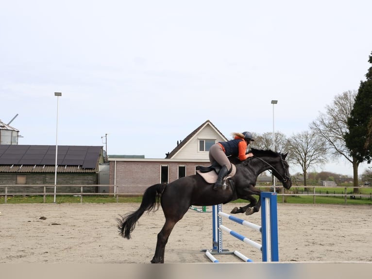 NRPS Stute 8 Jahre 170 cm Rappe in Overloon