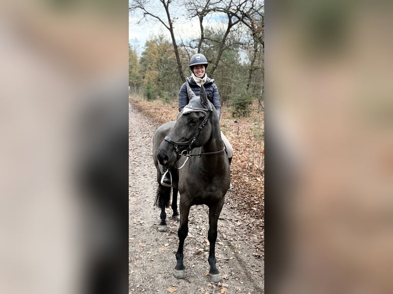 NRPS Stute 8 Jahre 170 cm Rappe in Overloon