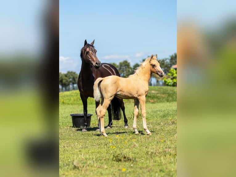 NRPS Stute 9 Jahre 141 cm Schwarzbrauner in Dordrecht