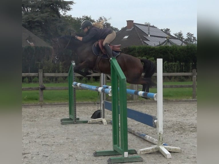 NRPS Mix Stute 9 Jahre 142 cm Schwarzbrauner in Oppuurs