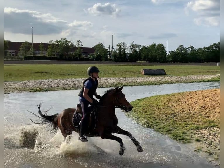 NRPS Mix Stute 9 Jahre 142 cm Schwarzbrauner in Oppuurs