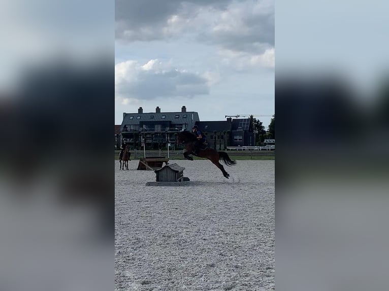 NRPS Mix Stute 9 Jahre 142 cm Schwarzbrauner in Oppuurs