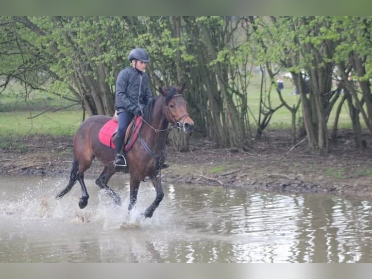 NRPS Mix Stute 9 Jahre 142 cm Schwarzbrauner in Oppuurs