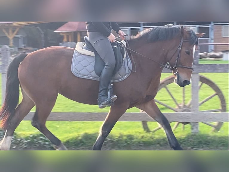 NRPS Stute 9 Jahre 145 cm Brauner in Neuried