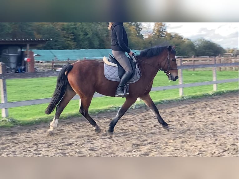 NRPS Stute 9 Jahre 145 cm Brauner in Neuried