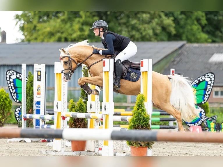 NRPS Stute Fohlen (05/2025) 135 cm Buckskin in Brummen