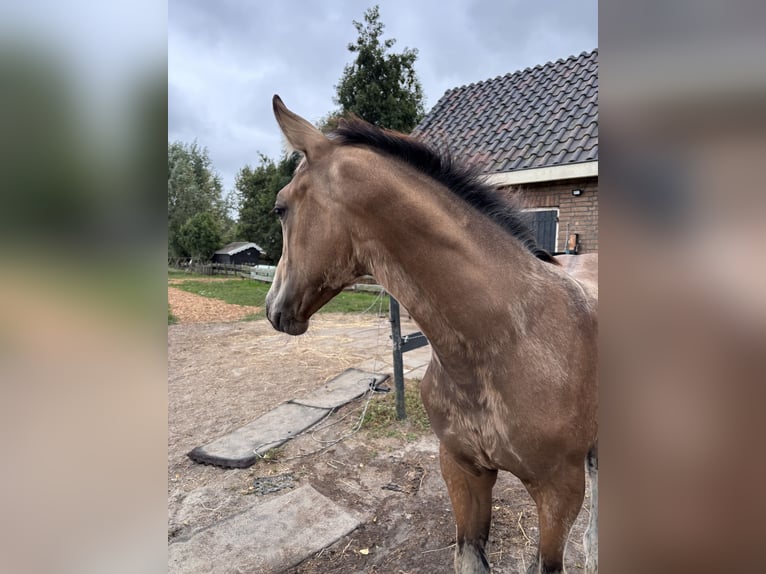NRPS Stute Fohlen (04/2025) 136 cm Buckskin in Zwartewaal