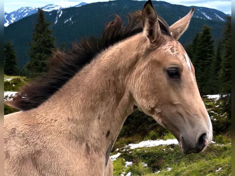 NRPS Stute Fohlen (04/2025) 136 cm Buckskin in Zwartewaal
