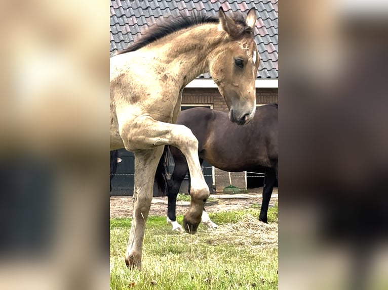 NRPS Stute Fohlen (04/2025) 136 cm Buckskin in Zwartewaal