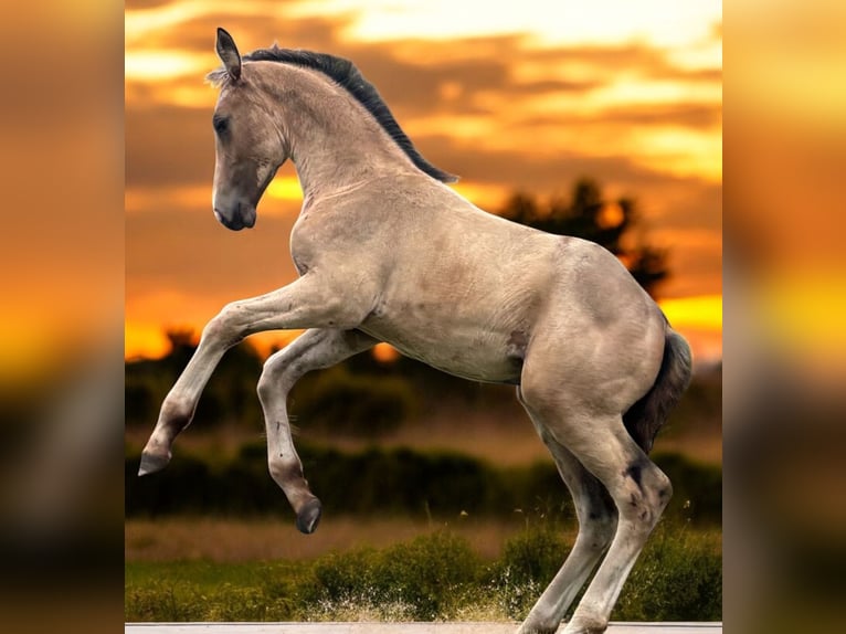 NRPS Stute Fohlen (04/2025) 136 cm Buckskin in Zwartewaal