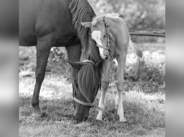 NRPS Stute  147 cm Palomino in Achthuizen