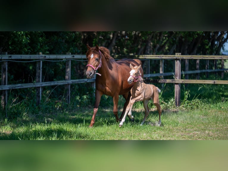 NRPS Stute  147 cm Palomino in Achthuizen