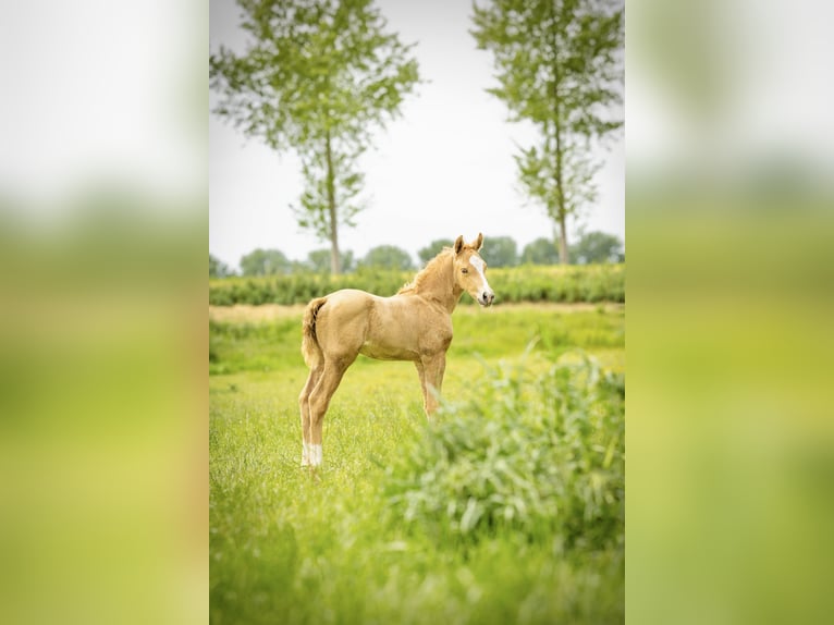 NRPS Stute Fohlen (05/2026) 167 cm Palomino in Tholen
