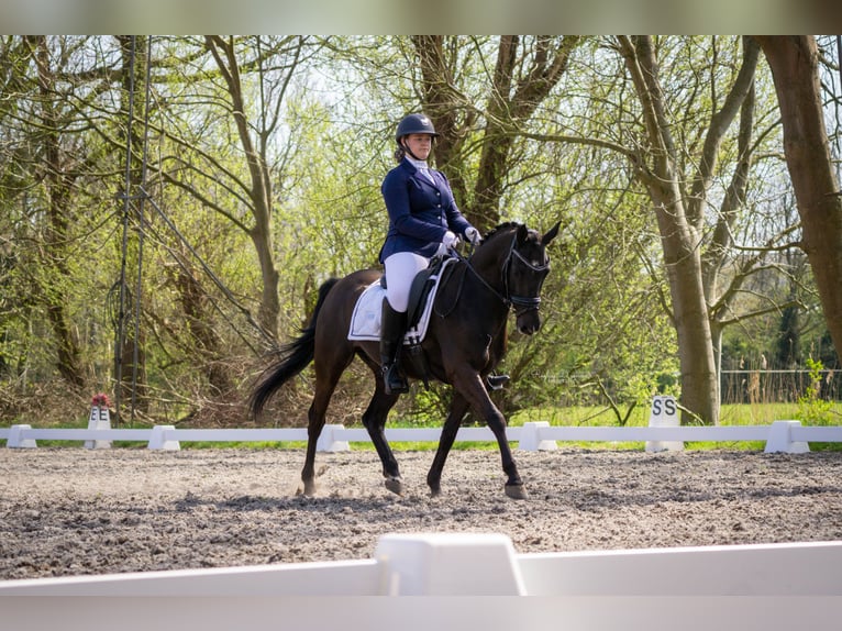 NRPS Valack 10 år 148 cm Svart in Driehuizen