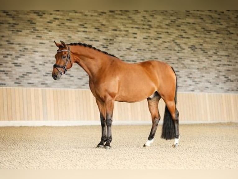 NRPS Valack 10 år 157 cm Brun in Nieuwe Niedorp