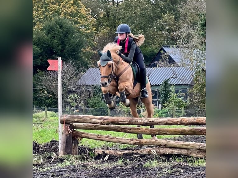 NRPS Blandning Valack 15 år 144 cm Palomino in Wilp