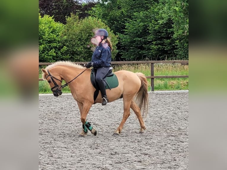 NRPS Blandning Valack 15 år 144 cm Palomino in Wilp