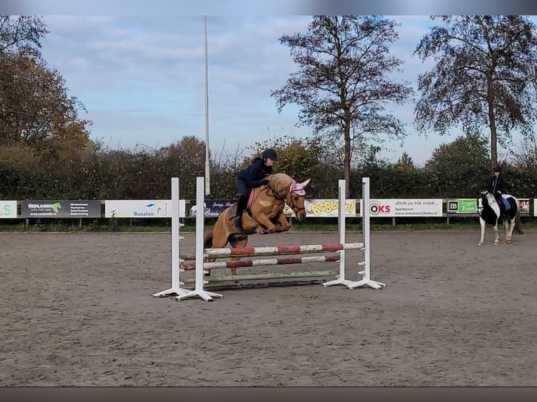 NRPS Blandning Valack 15 år 144 cm Palomino in Wilp