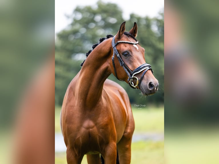 NRPS Valack 3 år 153 cm Brun in Didam