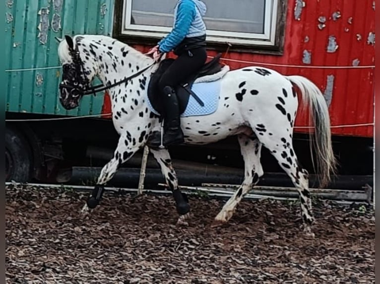 NRPS Valack 4 år 130 cm Leopard-Piebald in Alfeld (Leine)