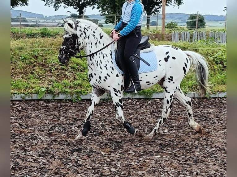 NRPS Valack 4 år 130 cm Leopard-Piebald in Alfeld (Leine)