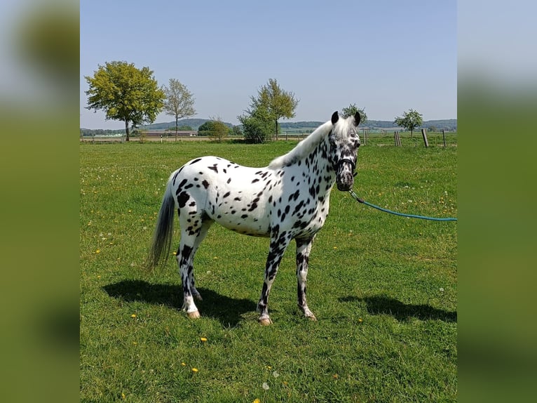 NRPS Valack 4 år 130 cm Leopard-Piebald in Alfeld (Leine)