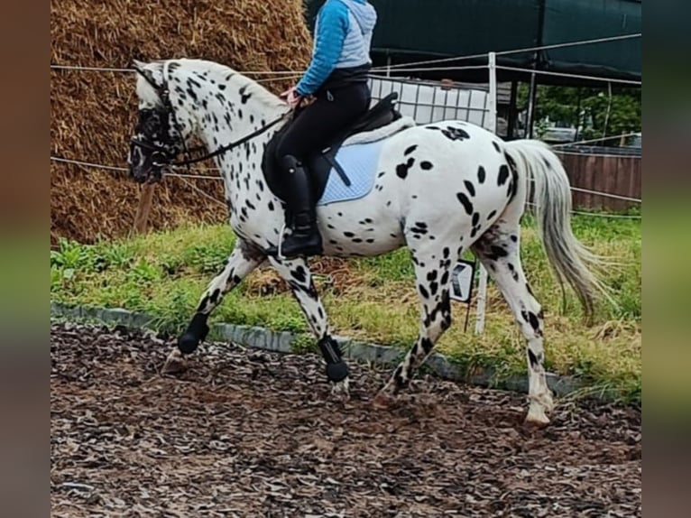 NRPS Valack 4 år 130 cm Leopard-Piebald in Alfeld (Leine)