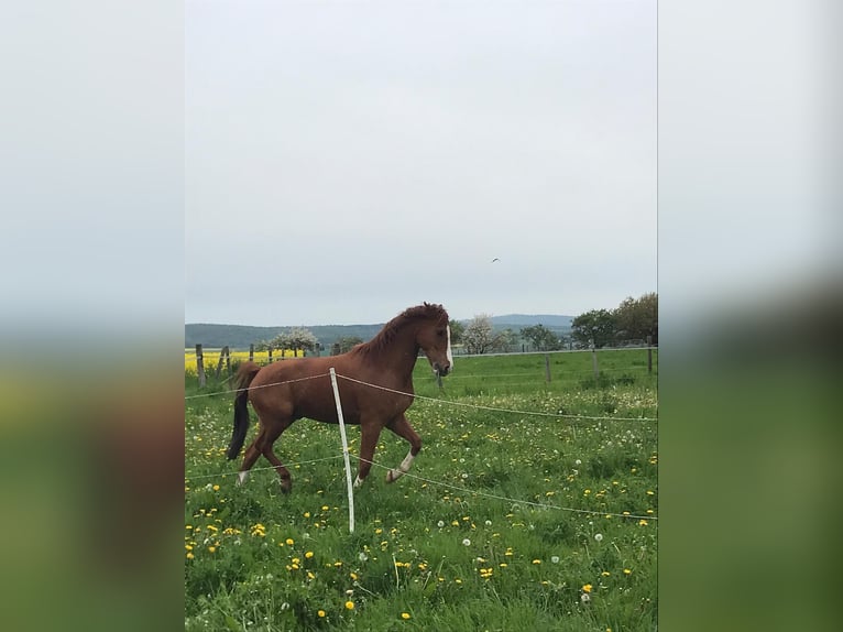 NRPS Blandning Valack 8 år 156 cm fux in Hünfelden