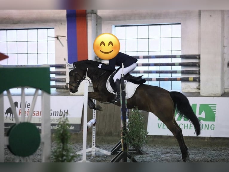 NRPS Wallach 10 Jahre 146 cm in Cloppenburg