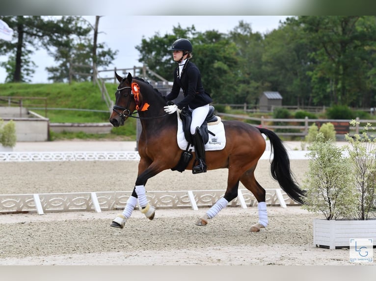 NRPS Wallach 10 Jahre 148 cm Brauner in Langdorp