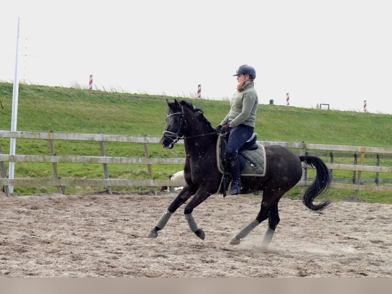 NRPS Wallach 10 Jahre 148 cm Rappe in Driehuizen