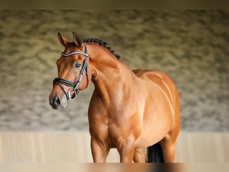 NRPS Wallach 10 Jahre 157 cm Brauner in Nieuwe Niedorp