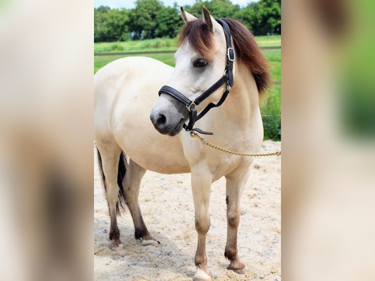 NRPS Wallach 11 Jahre 130 cm in Epee