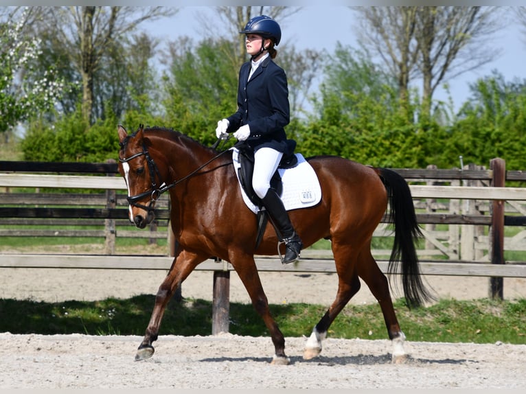 NRPS Wallach 11 Jahre 144 cm Brauner in Kapelle