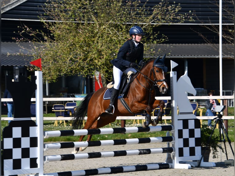NRPS Wallach 11 Jahre 144 cm Brauner in Kapelle