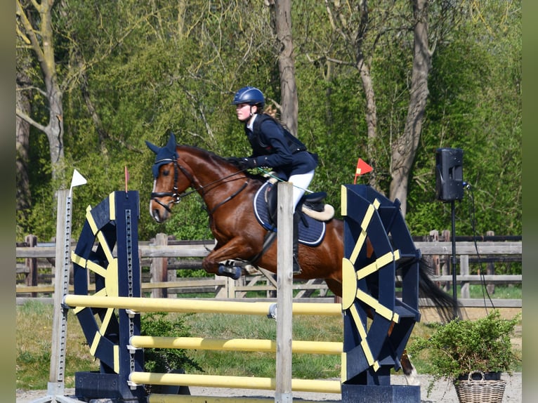 NRPS Wallach 11 Jahre 144 cm Brauner in Kapelle